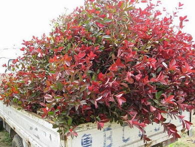 红叶石楠市场叫好    我们都知道,萧山的苗木以花灌木最为有名,在今年