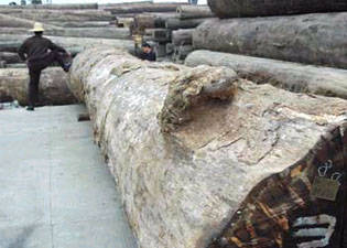 欧洲议会力促全面禁止非法木材产品进口 - 新闻