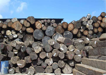 缅甸木材货源持续供不应求 - 新闻中心 - 九正建