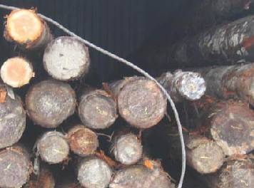 解析:全球锯材原木价格行情创近5年来最低 - 新