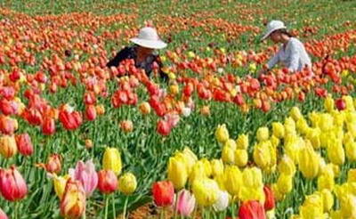 福建海峡花卉集散中心规划方案出台 - 新闻中心