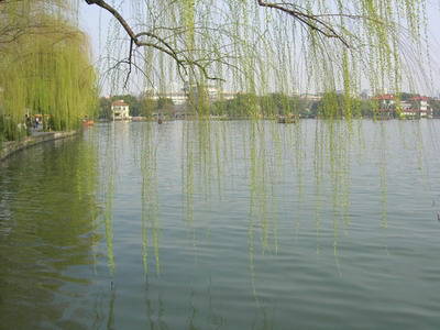 “北京杨树和柳树的栽种集中在80年代