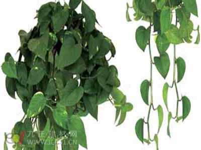 室内绿色植物的品种                   绿萝属于大型常绿藤本植物