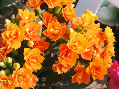 长寿花的养殖技巧