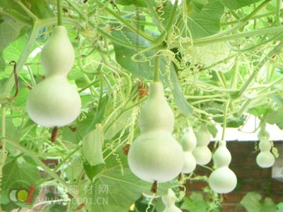 高额雕刻工艺品千面葫芦