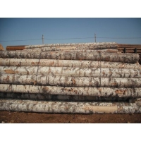 供应原产俄罗斯桦木原木板材