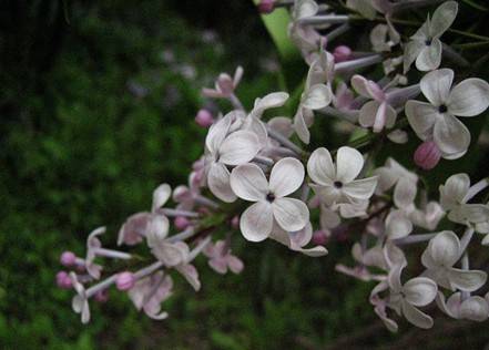 3月中旬發芽前,要對丁香進行整形修剪,硫除過密枝,細弱枝,病蟲枝