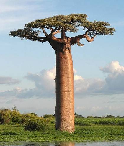 世界上最另类最有趣的植物(附图)